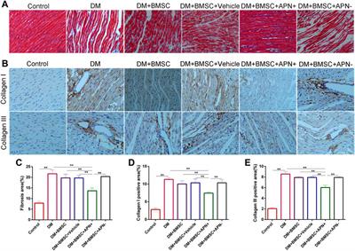 Corrigendum: Adiponectin modified BMSCs alleviate heart fibrosis via inhibition TGF-beta1/smad in diabetic rats